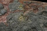 Silurian Fossil Crinoid (Scyphocrinites) Plate - Morocco #148558-1